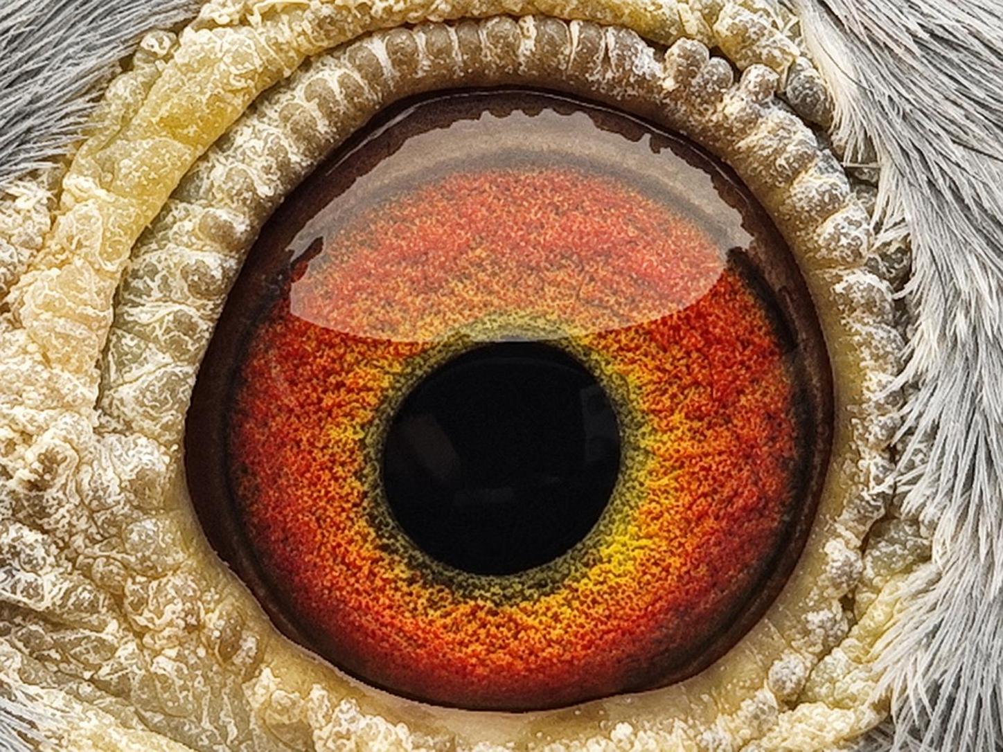Pigeon eye